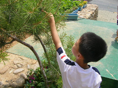 소나무를 관찰하는 유아