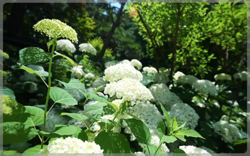 화담숲 예약_1
