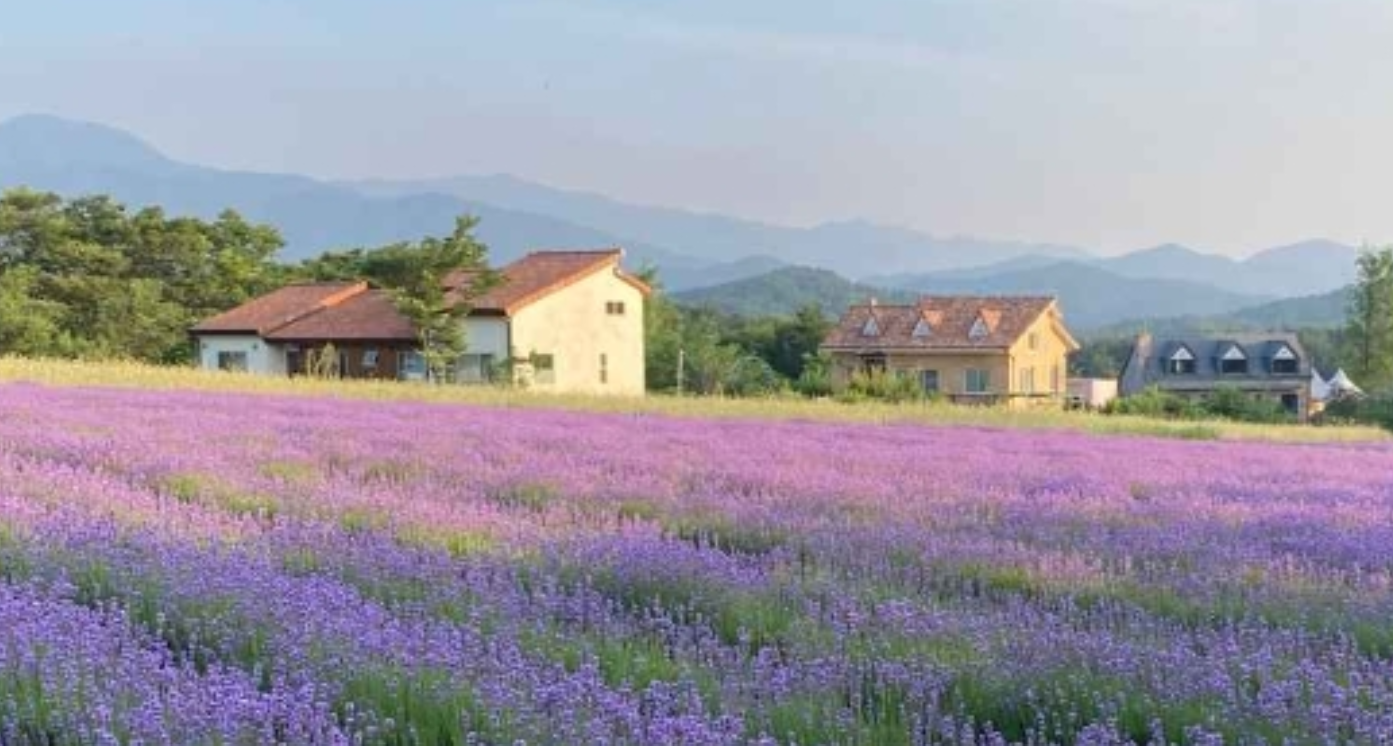 하늬팜 라벤더 축제 전경