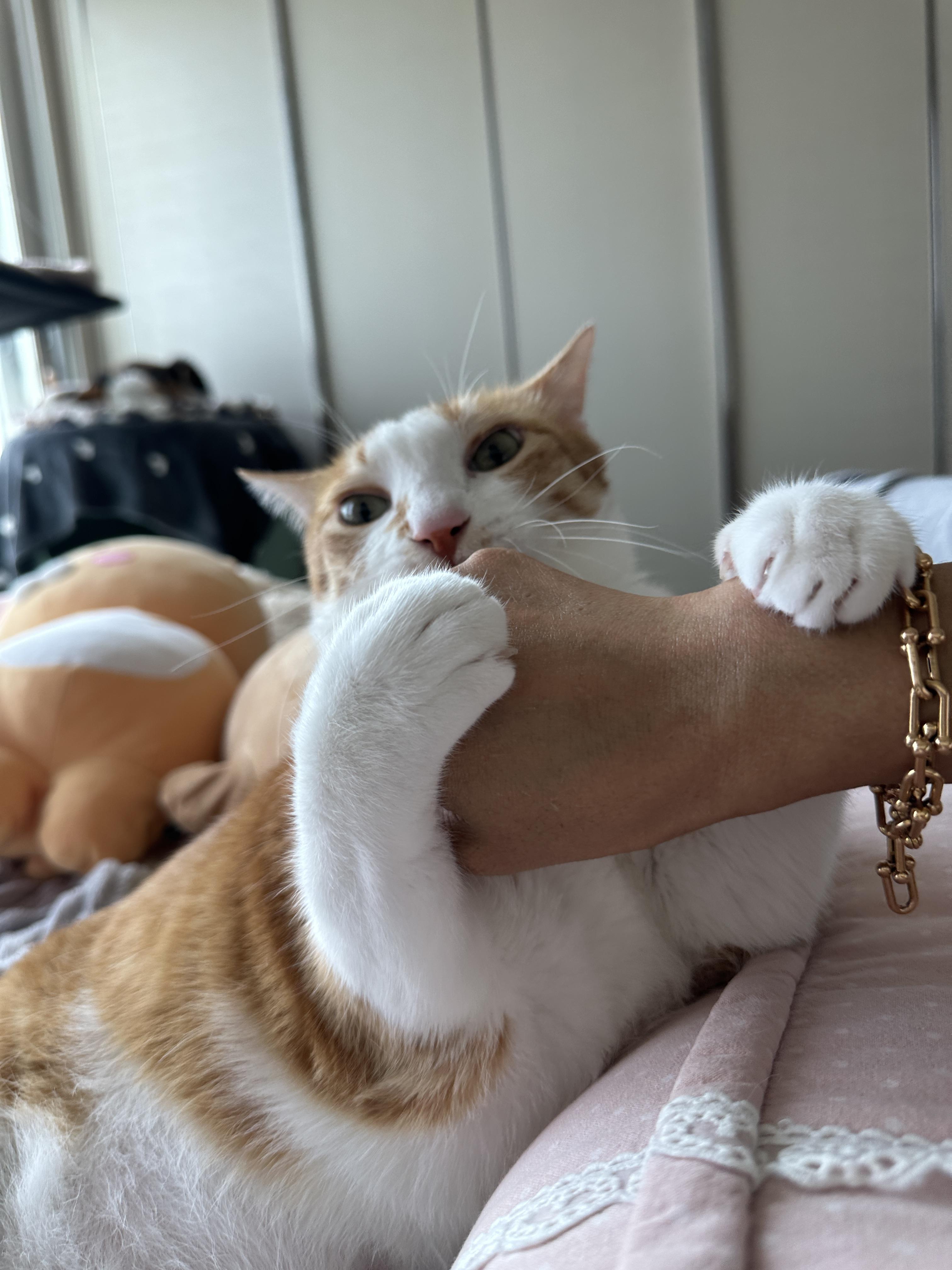 엄마_손을_움켜쥐고_물고_있는_호야