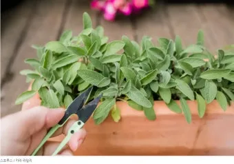 세이지 재배 삽목 번식 배수성 좋은 흙 가지치기_6