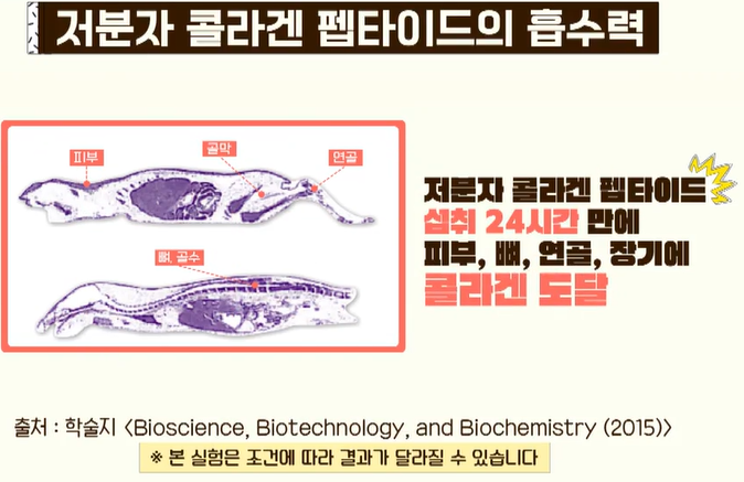 비오틴과 함께 먹으면 좋은 콜라겐