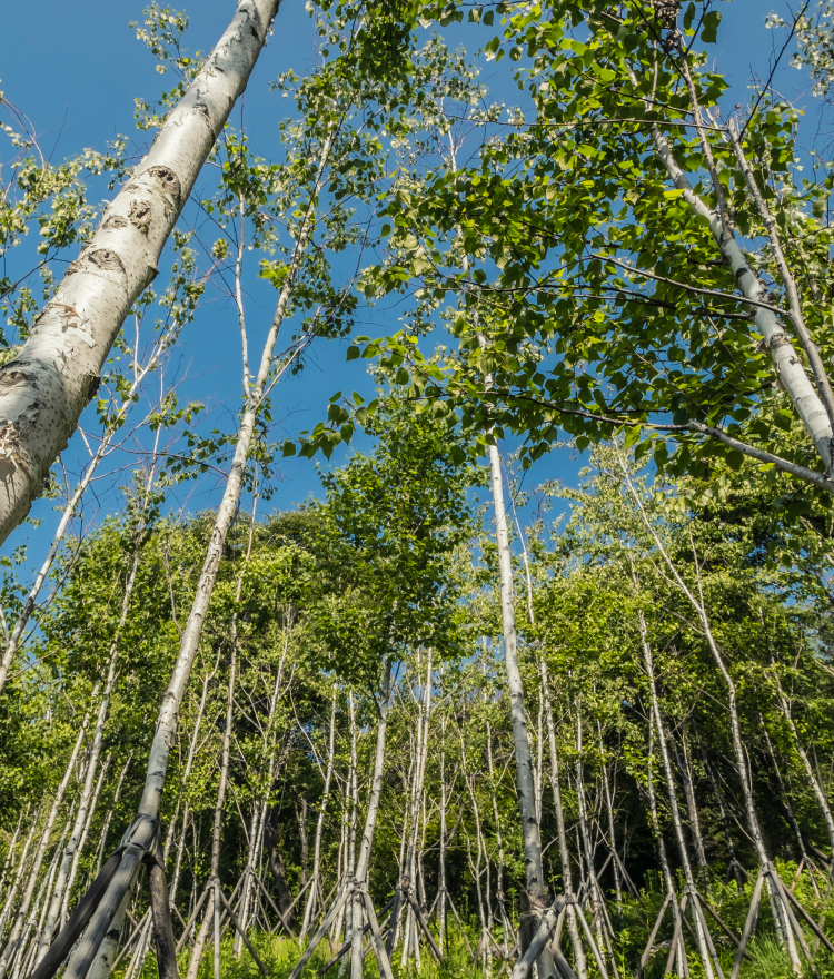 화담숲 4월 사전예약 방법 - 벚꽃·철쭉 절정 시기