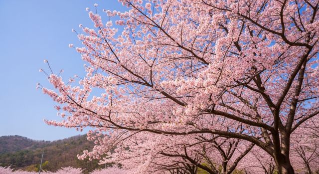 2026 벚꽃 개화시기 봄 풍경