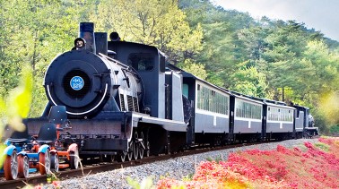 곡성 장미축제