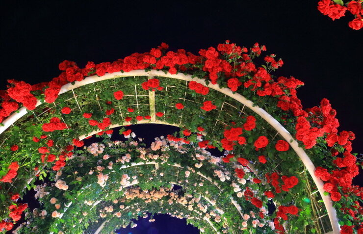 [5월 축제]2025 곡성 세계장미축제❘장미 실시간 개화 상황, 입장권 예매 방법, 프로그램 및 일정, 체험 가이드