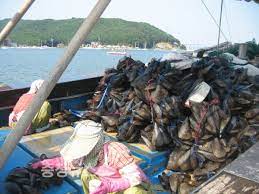 2024 오천항 키조개 축제 기본일정과 특징 소개