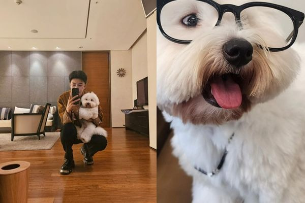 임영웅 반려견 시월이 총정리｜견종 코통 드 튈레아르&middot;나이&middot;생일&middot;입양 사연&middot;또또 뮤직비디오