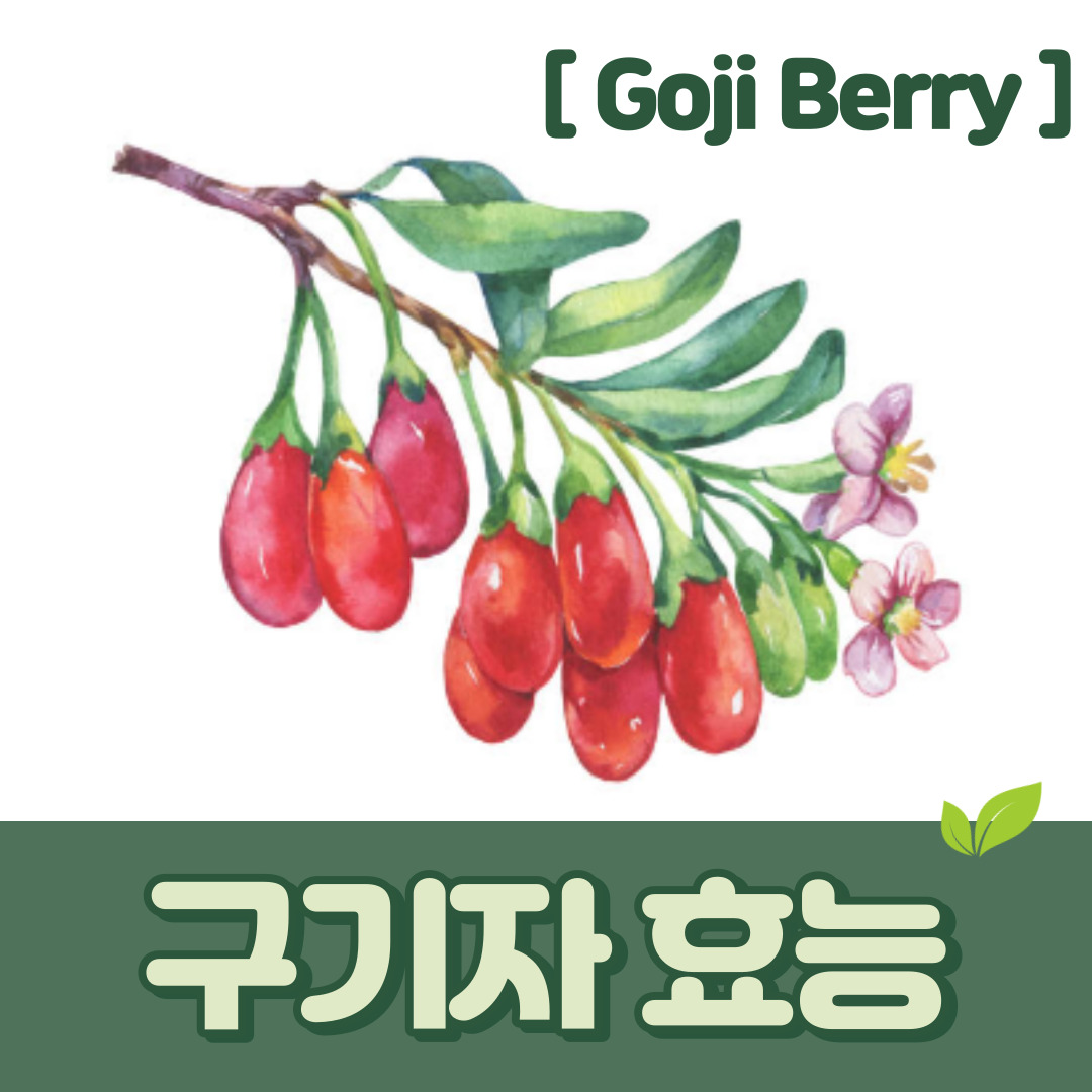 구기자