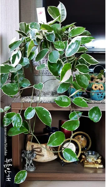 호야 키우기 꽃피우기 번식법 알고 물주기_18