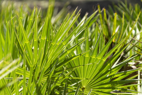 남성 전립성 건강 쏘팔메토 코사놀의 효능과 부작용, 성분, 권장 섭취량