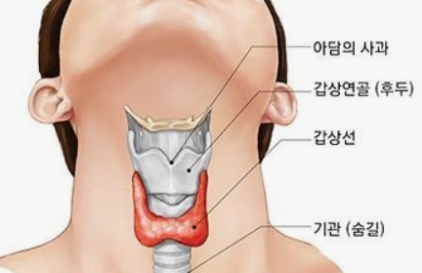 갑상선_위치설명