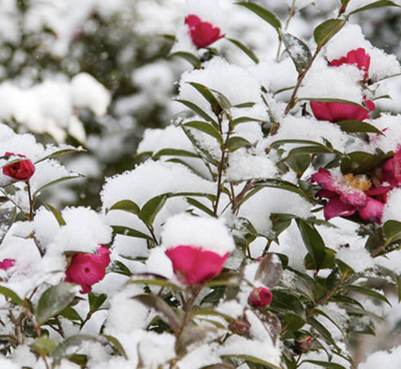 신안 섬 겨울 꽃축제 일정 입장료 할인혜택