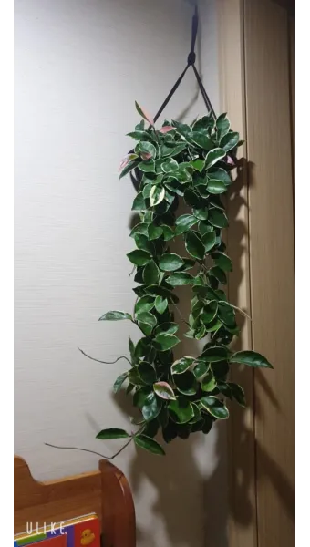 호야 키우기 꽃피우기 번식법 알고 물주기_21