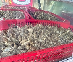바지락수조