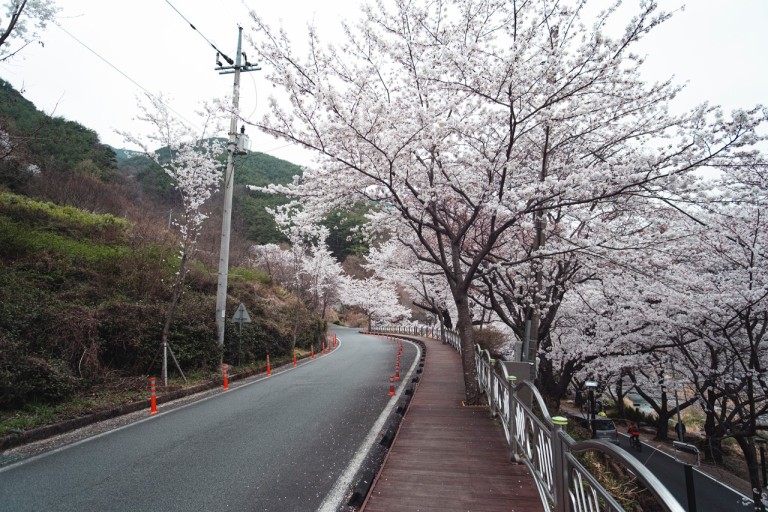 벚꽃축제벚꽃명소봄꽃여행지