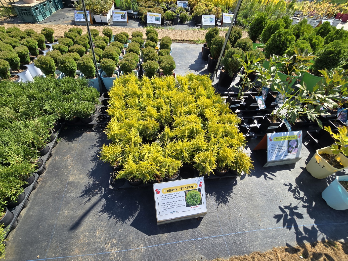 다양한나무들이 소품부터 중품대품까지 다양하게 볼 수 있어요.