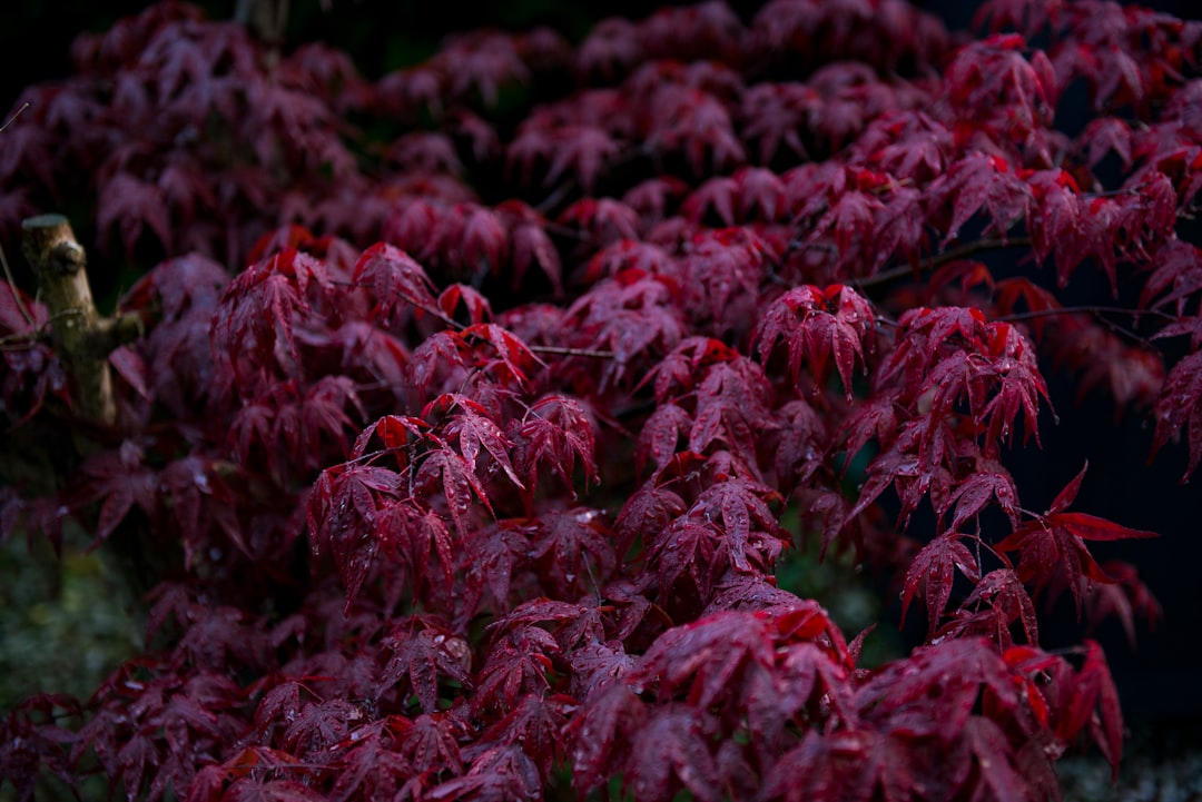 Maple