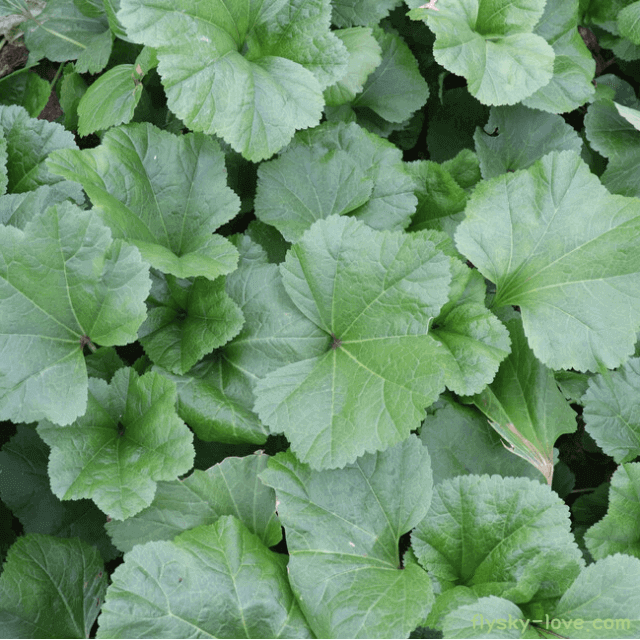 변비에 효과적인 아욱