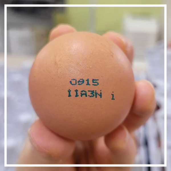 달걀 난각번호 보는법