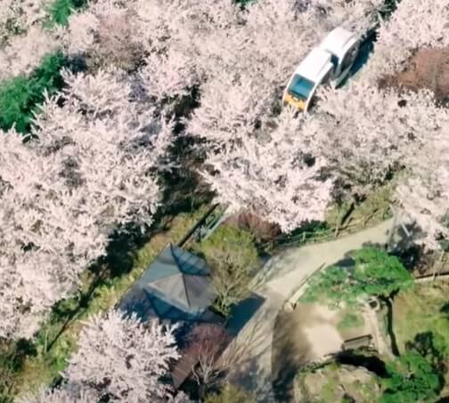 화담숲 예약하기-모노레일-벚꽃-3