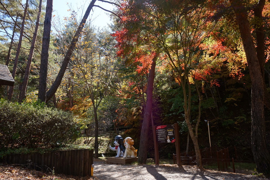 검마산자자연휴양림 반려견 놀이터
펫토이에서 나온 공 안의 간식을 찾고 있는 강아지 유튜브캡처