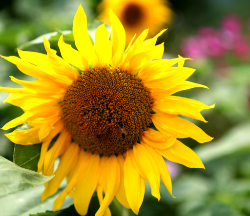 7월-꽃축제-하는곳