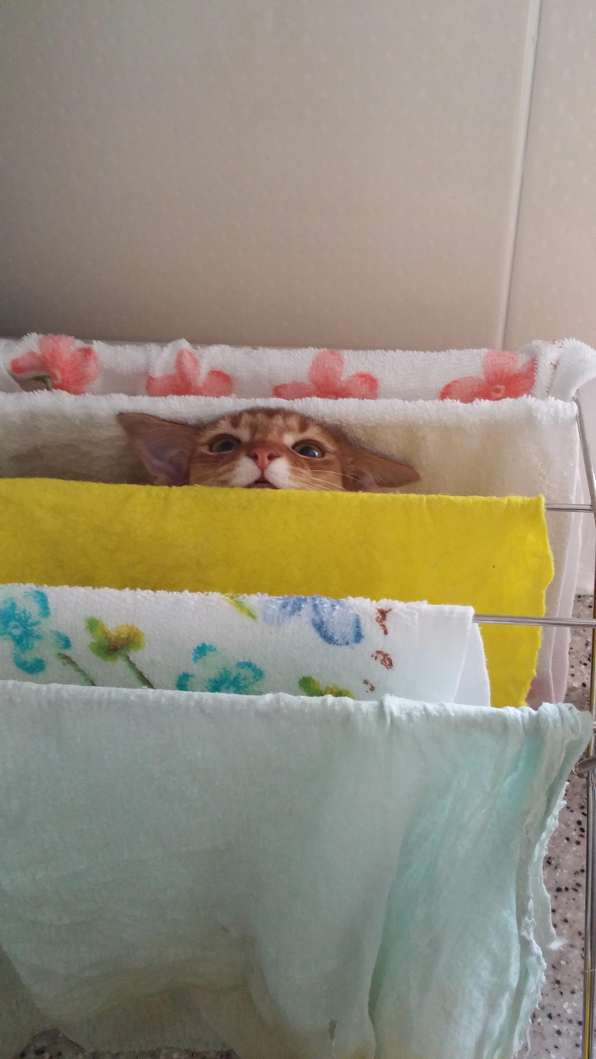 아비시니안 집지키는 고양이