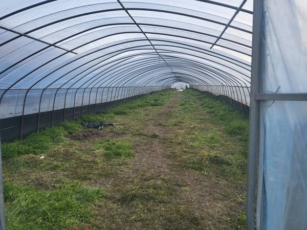 원동미나리축제-15번집-미나리밭