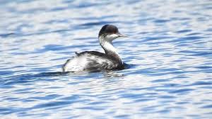 후닌 논병아리는 기후 변화에 적응할 수 있을까?