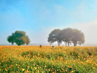 합천 핑크뮬리 신소양체육 공원 맛집 및 무료 주차 꿀팁