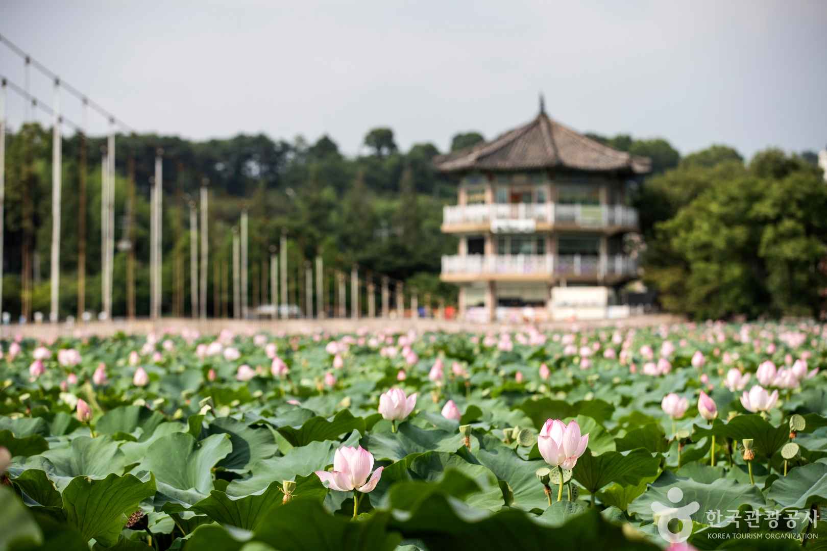 전주 덕진공원
