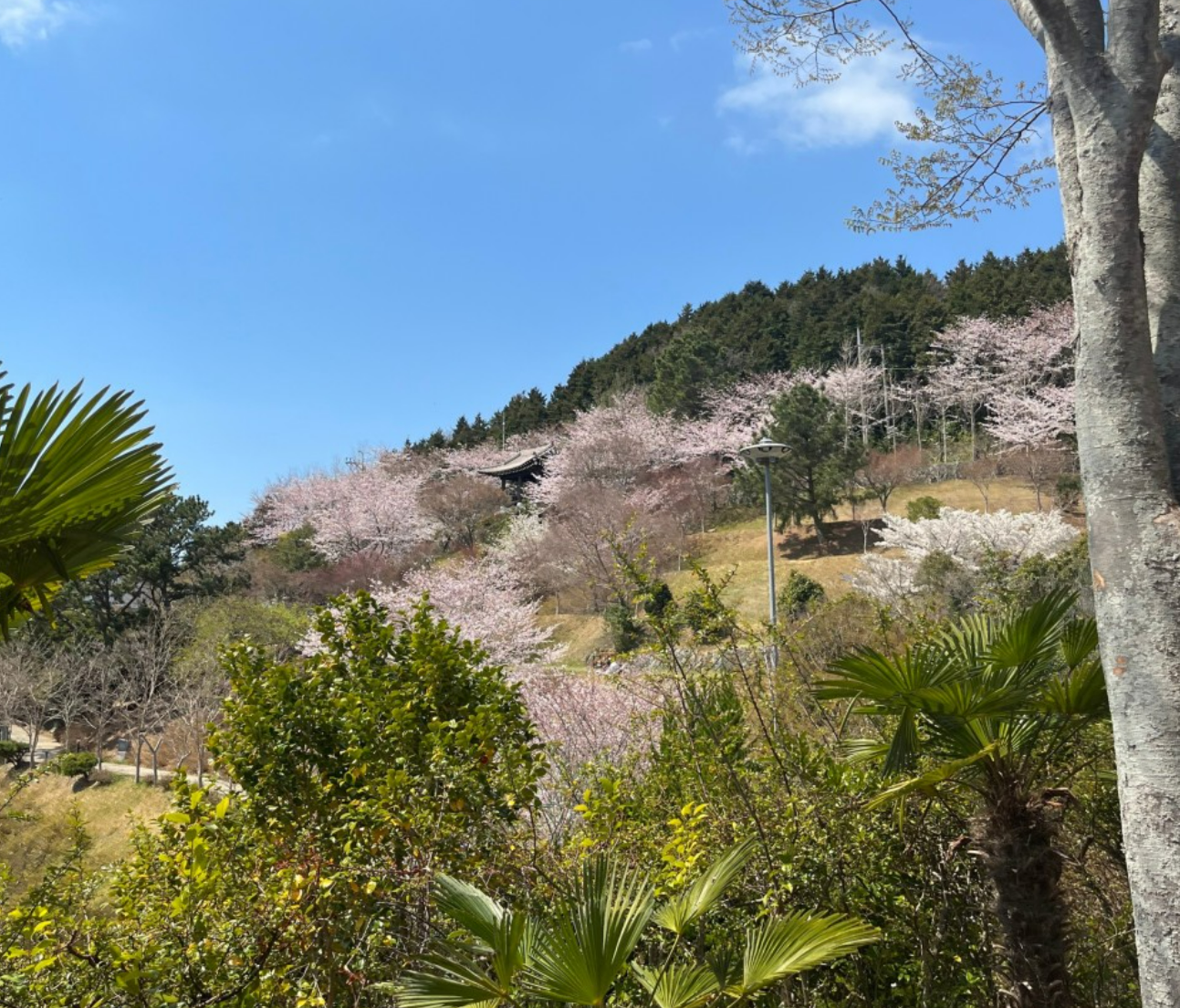 2026 벚나무류 벚꽃 개화시기 만개일 안내지도 