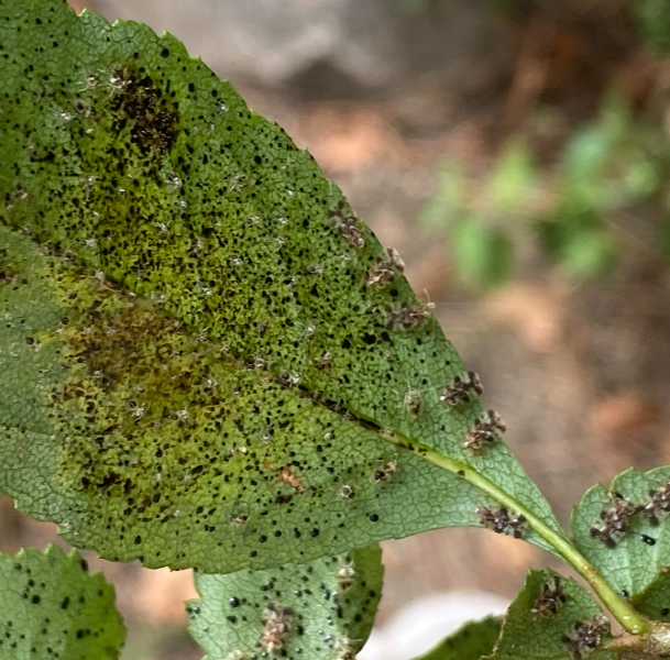 배나무방패벌레 피해2