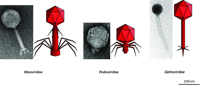 카우도바이러스 종