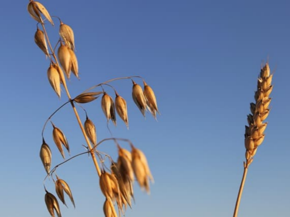 귀리와 쌀 섞기