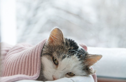 담요를 덮고 자는 고양이.