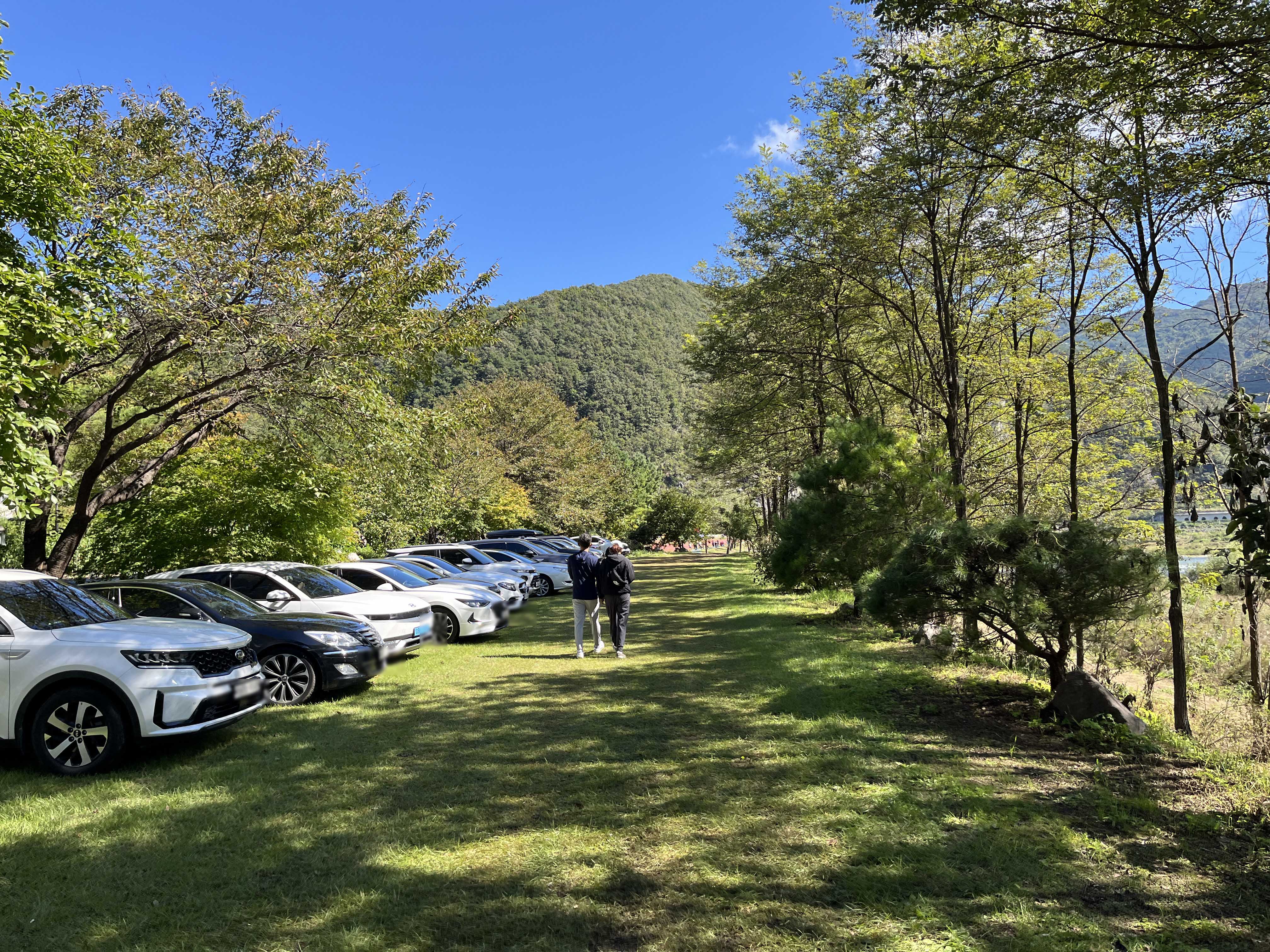 영월 동강 붉은 메밀꽃 축제 홍메밀축제