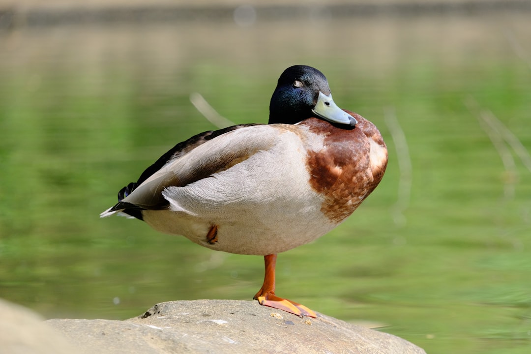 Han Duck-soo