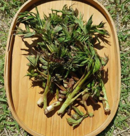 눈개승마 이미지