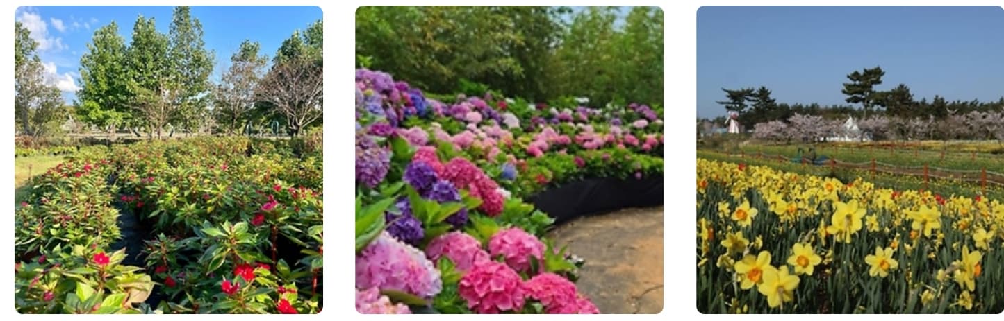 태안 봄꽃정원 &amp; 태안빛축제｜하루가 두 번 예쁜 곳