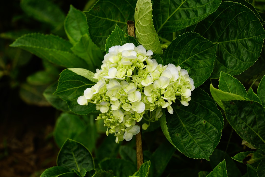 Policosanol
