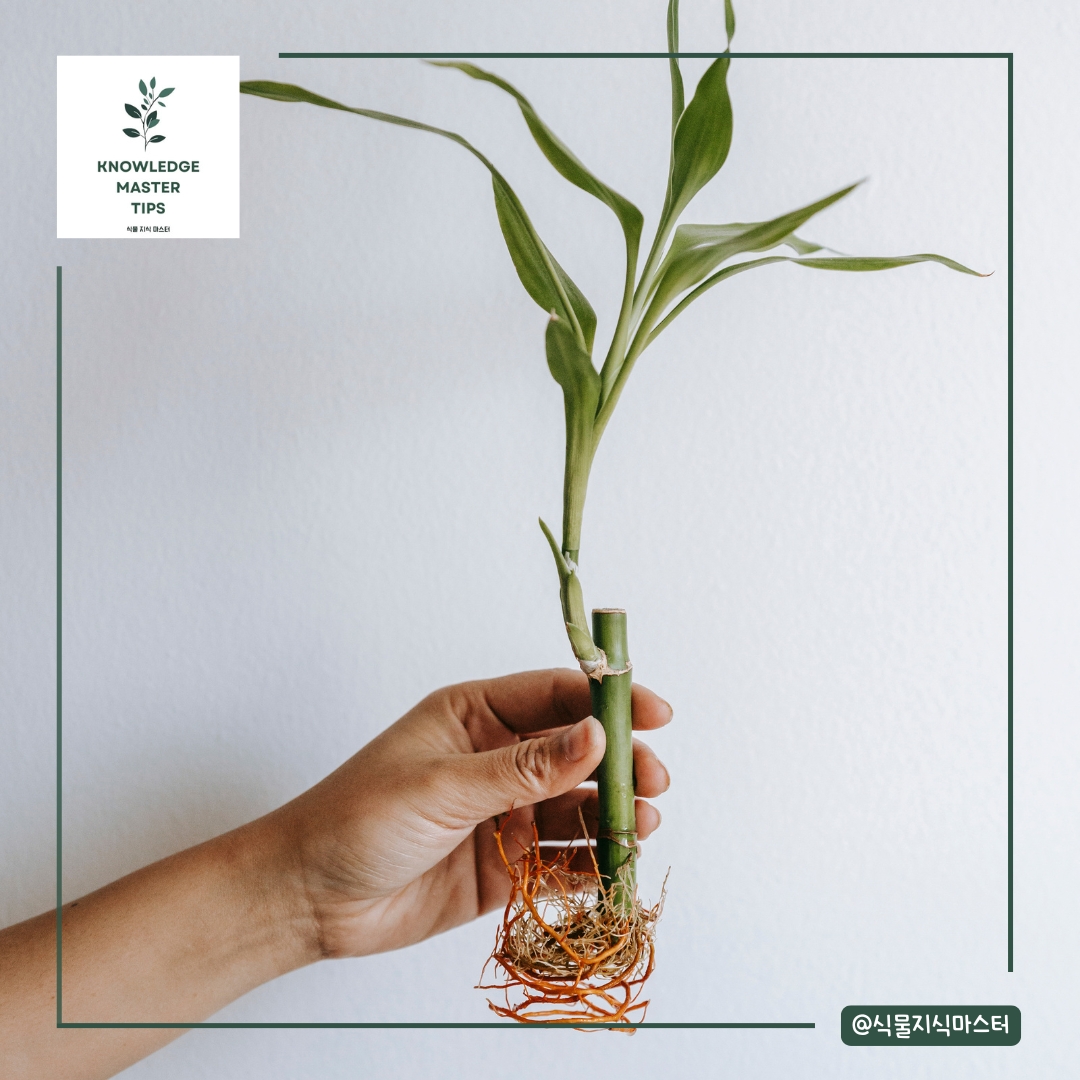 분갈이 실수 - 뿌리를 과도하게 정리하기