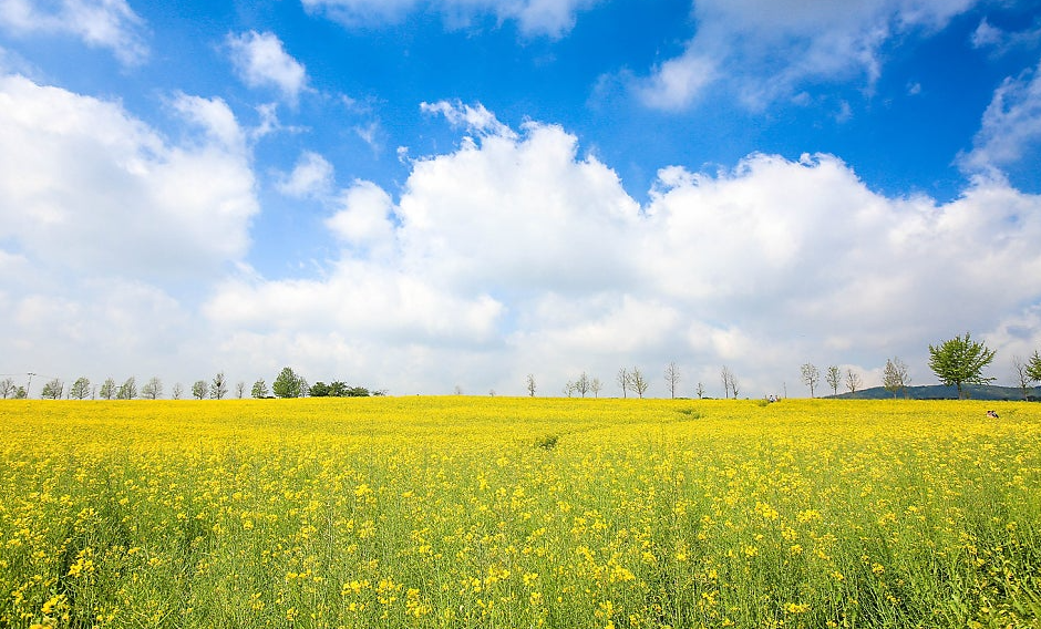 고창 학원농장 유채꽃1
