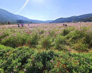 하동 북천 코스모스 메밀꽃 축제_11