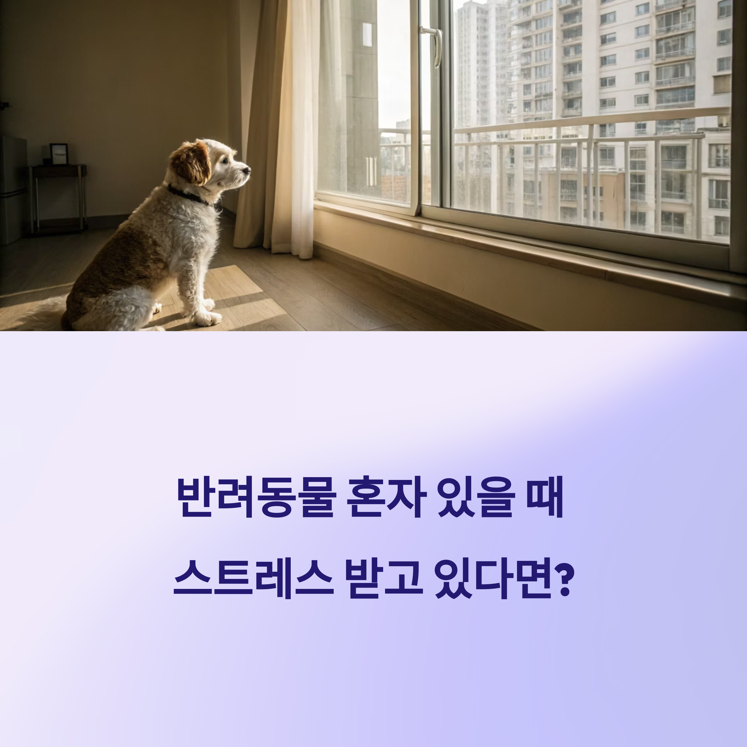 분리불안 예방 팁!