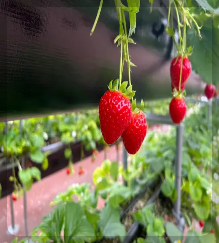 양평딸기 송어축제_1