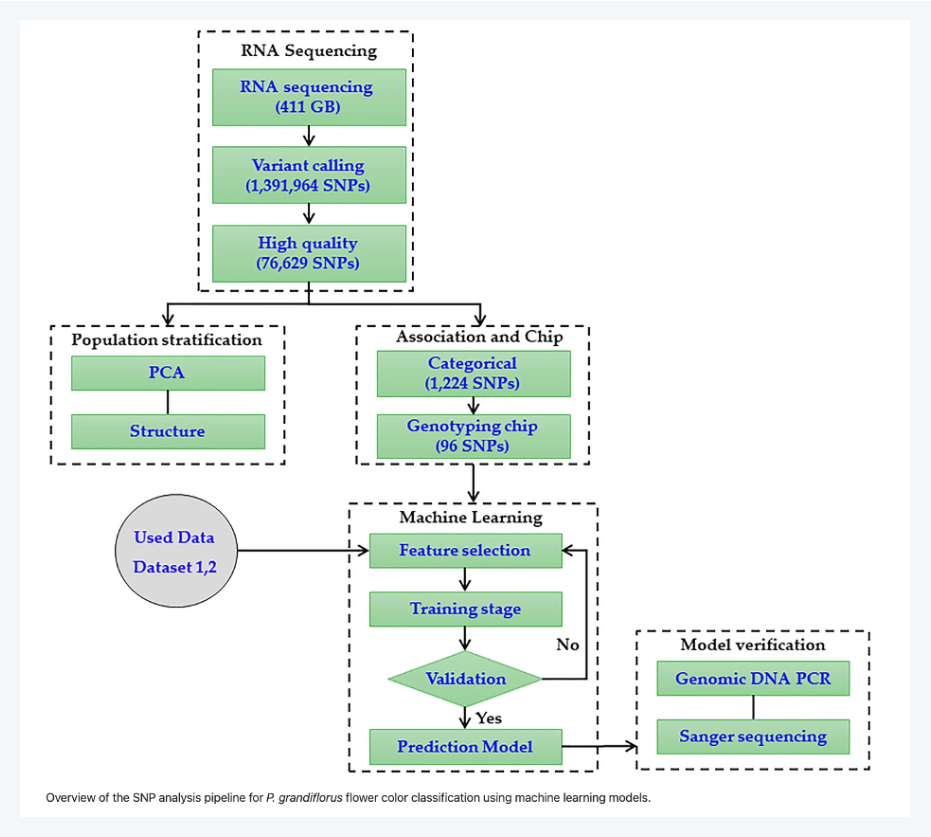 도라지꽃색 판별 모델 파이프라인