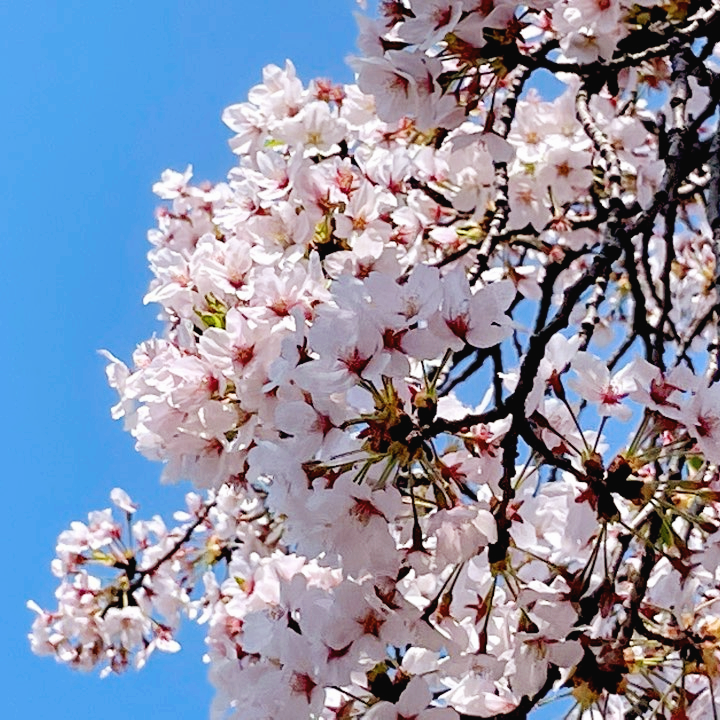 벚꽃