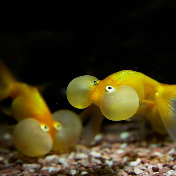 대전 아쿠아리움